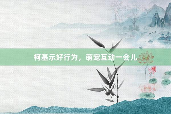 柯基示好行为，萌宠互动一会儿